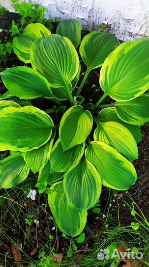 Хоста и медуница