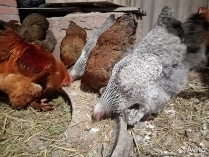 Брама молодняк