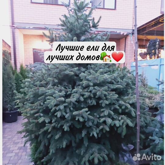 Туи ели сосны