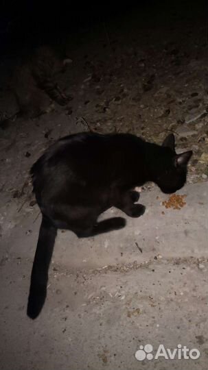 Черный кот 1 год