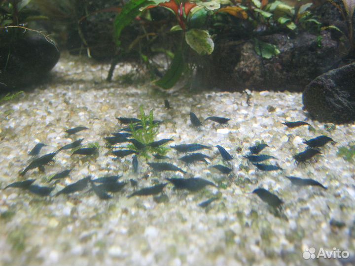 Креветки,растения,Хелены,Отоцинклюс,Попондетта