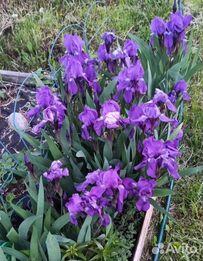 Ирисы луковицы