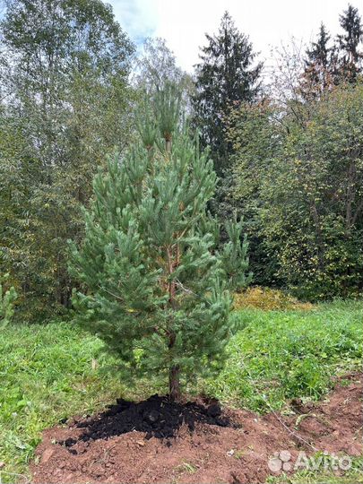 Живые сосны и ели 2,5 метра