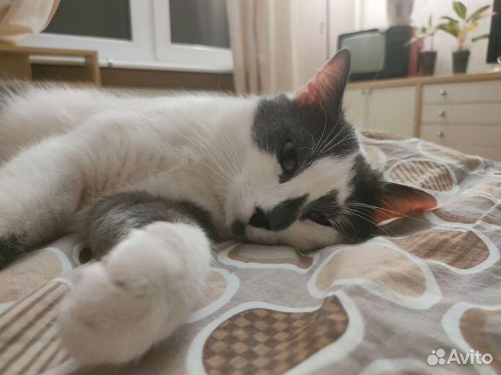 Котик в добрые ручки