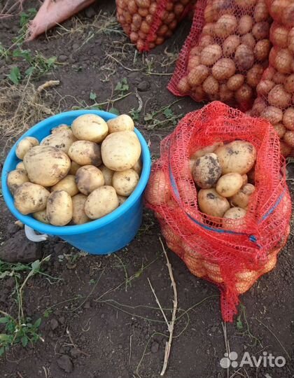 Картофель с доставкой