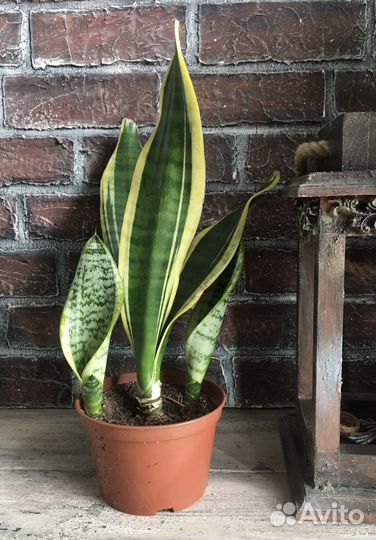 Сансевиерия