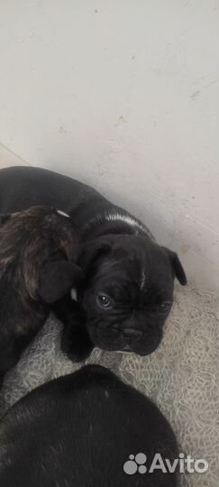 Продам щенят французский бульдог