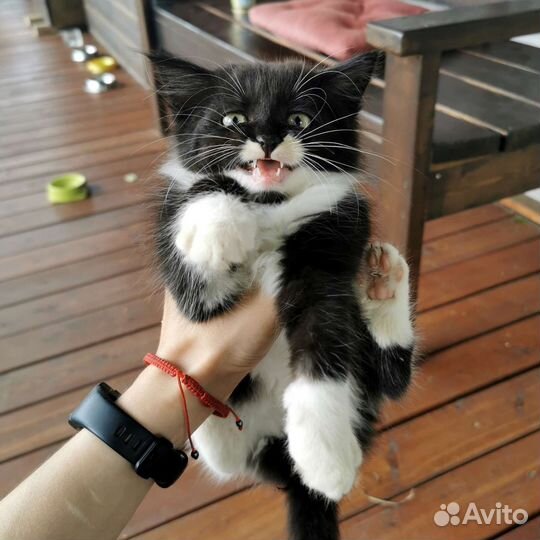 Котенок в смокинге в добрые руки