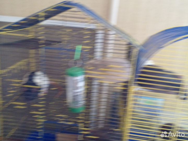 Отдам бесплатно