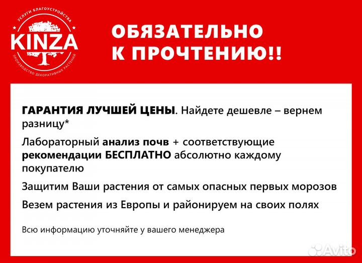 Туя брабант экстра