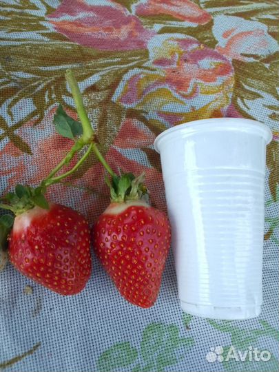 Рассада клубники азия+