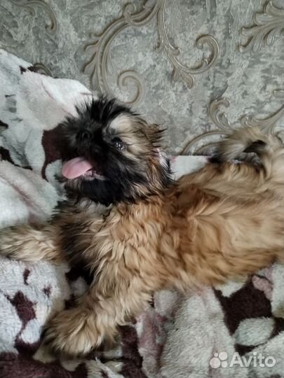 Шит цу щенки