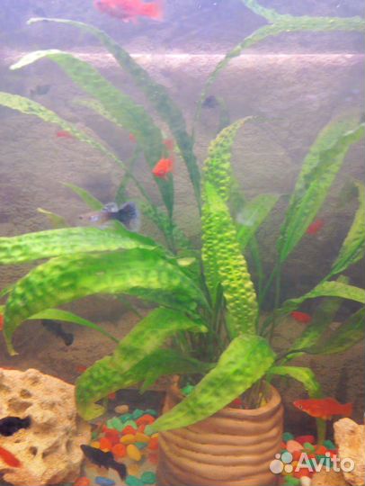 Аквариумные рыбки