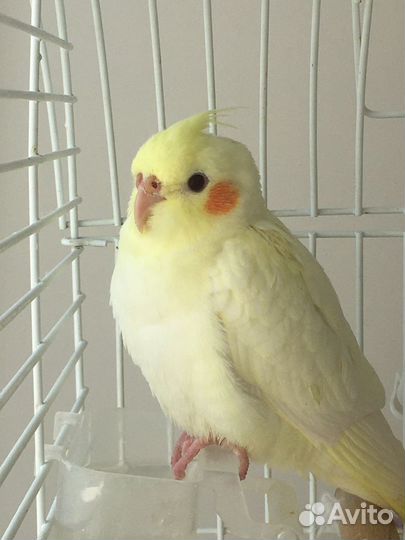 Попугай корелла