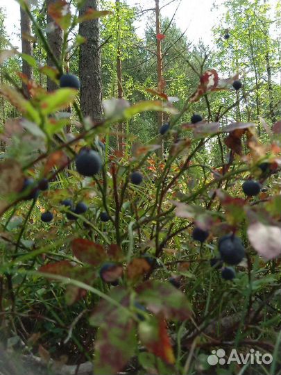 Черника свежая