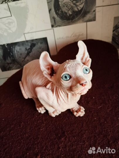 Канадский свинкс Эльф