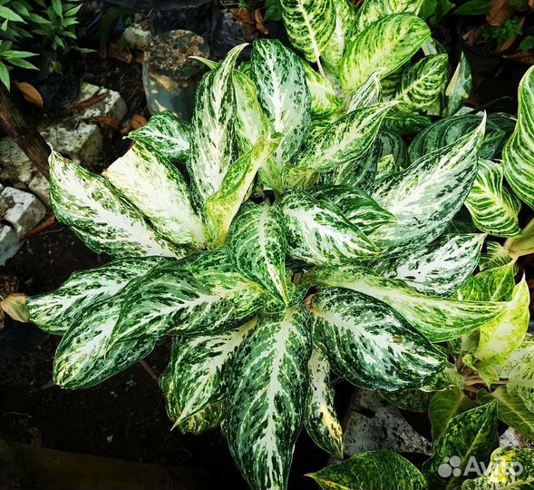 Гиганты аглаонема, фикус, гибискус, монстера