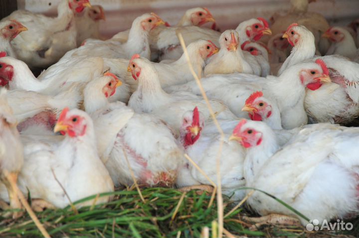 Цыплята Бройлеры Росс708 Мясояичные, Яичные породы