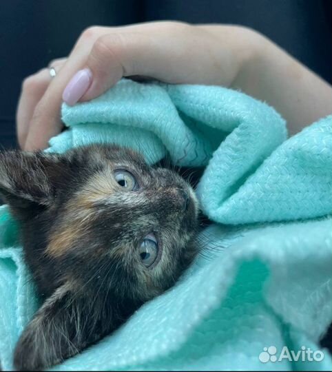 Котенок в добрые руки