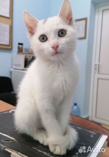 Кошка