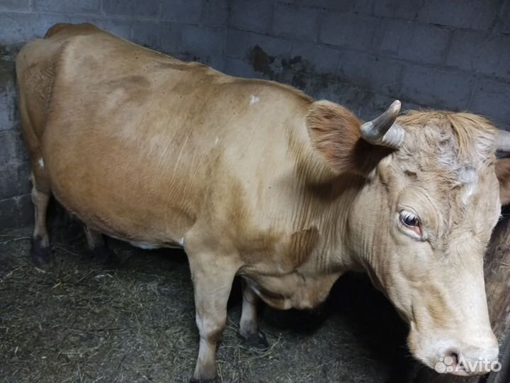 Продажа с х животных