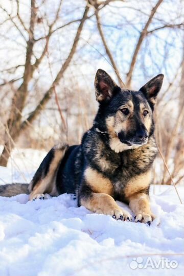 Ариэль, в меру активная и очень жизнерадостная