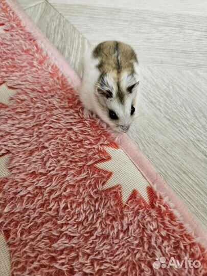 Джунгарский хомяк с клеткой