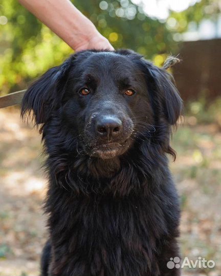 Красивый кареглазый ищет ответственного хозяина