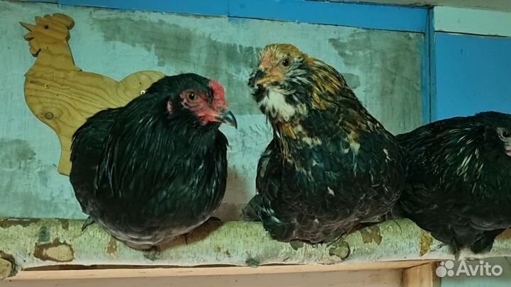 Петушки Амераукана