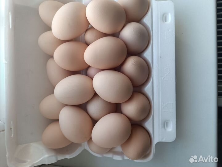 Домашние куриные яйца
