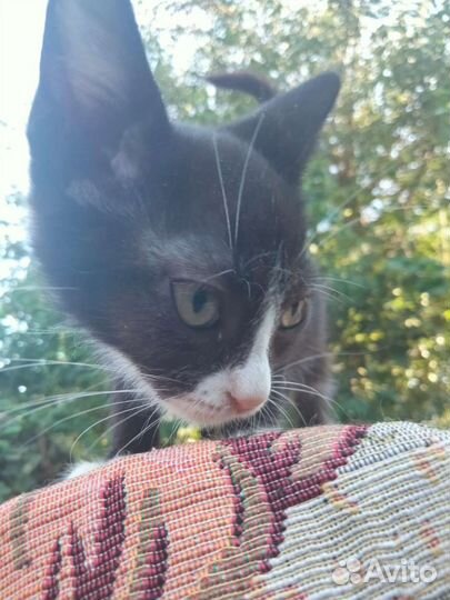 Котенок в добрые ручки