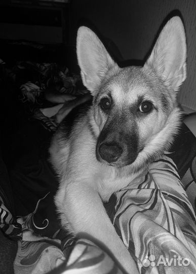 Мини лайка восточноевропейская