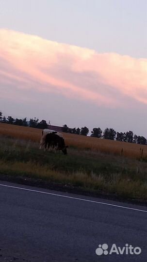 Коровы дойные молочные