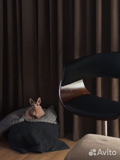 Домик лежанка для кошки из войлока