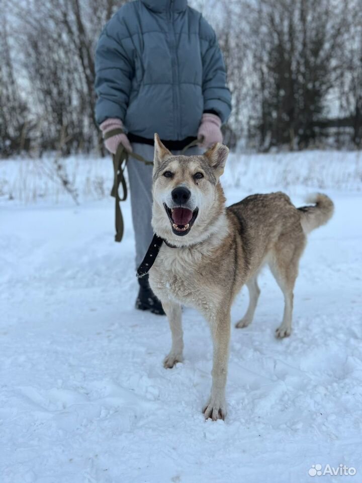 Лайка в добрые руки бесплатно