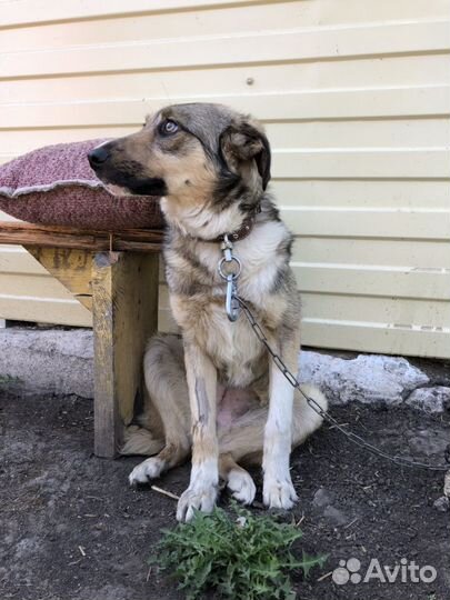 Собачка (стерилизованная) 3 года, охранница