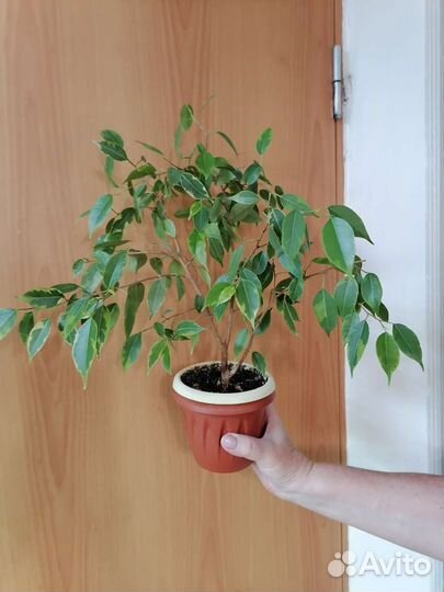 Фикусы,Пальмы,Эписции