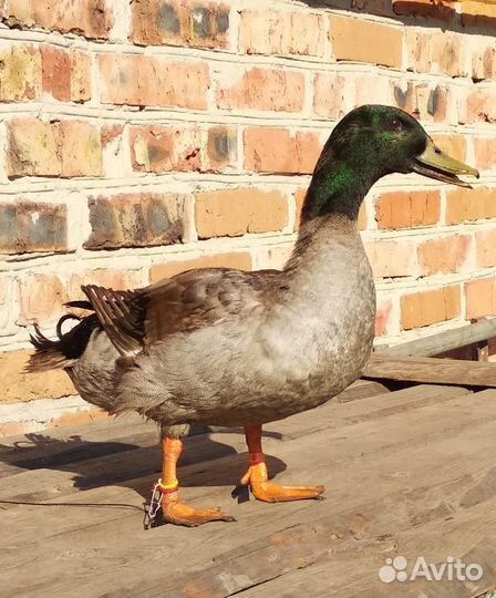 Утки подсадные для охоты