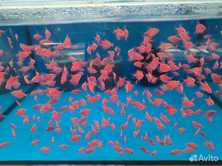 Красивые аквариумные рыбки