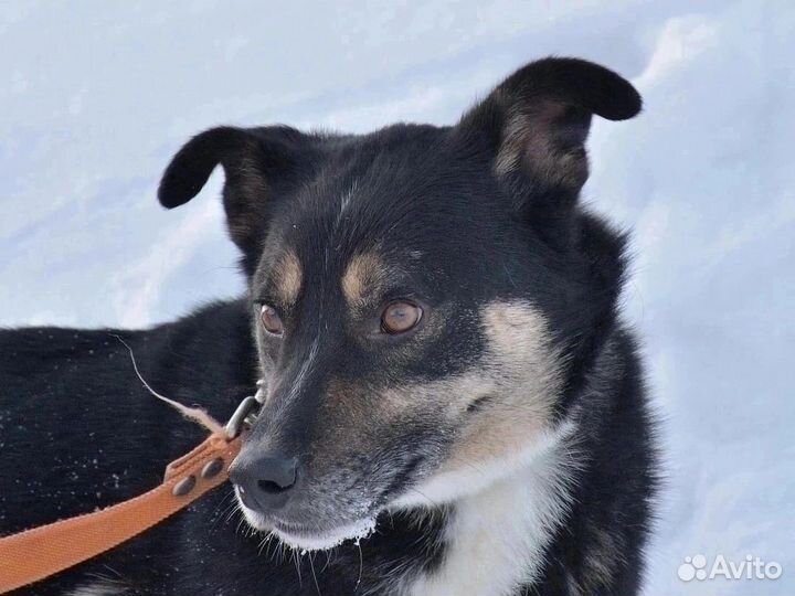Ромэо-отличный парень.Спаси собаку из приюта