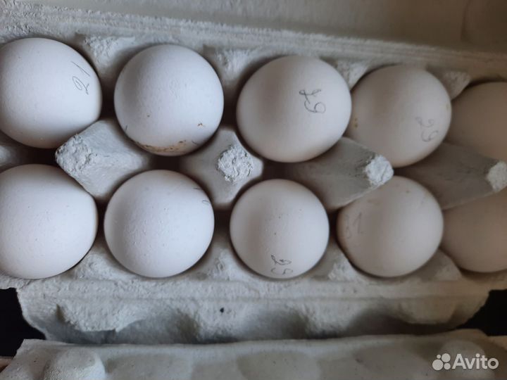 Леггорн далматинцы яйцо