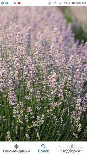 Лаванда узколистная розовая