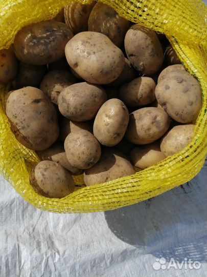 Картофель,Тыква, кабачки