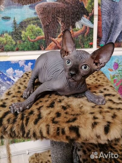 Котята сфинкса