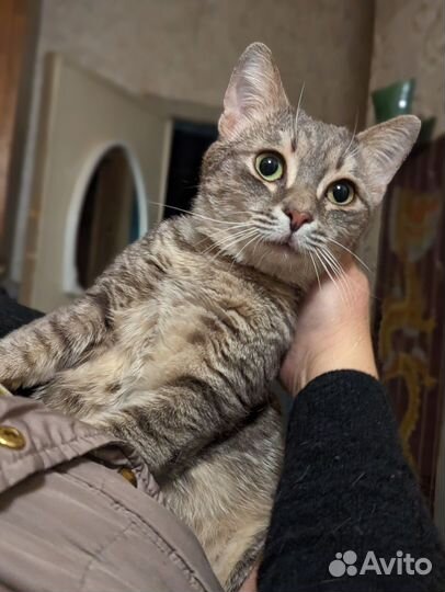 Котик Степан