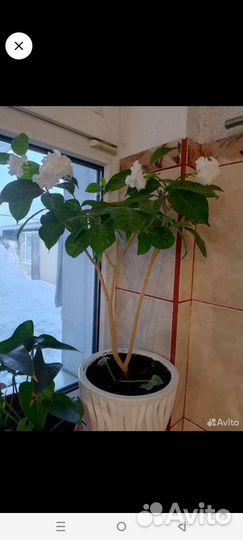 Табернемонтана