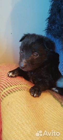 Щенки ищут добрые руки