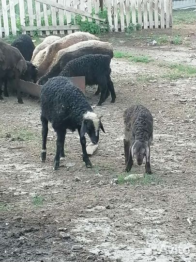 Курдючные бараны овцы ягнят