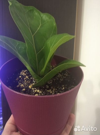 Фикус бомбино