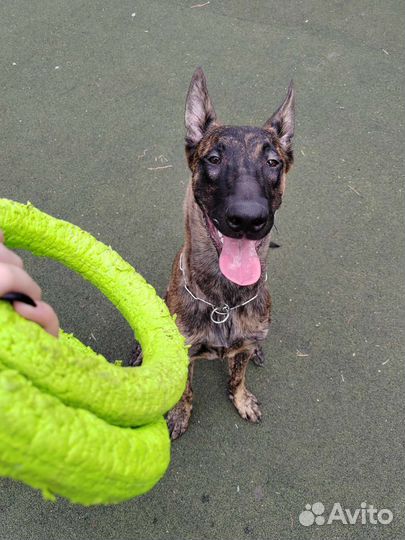 Выгул собак